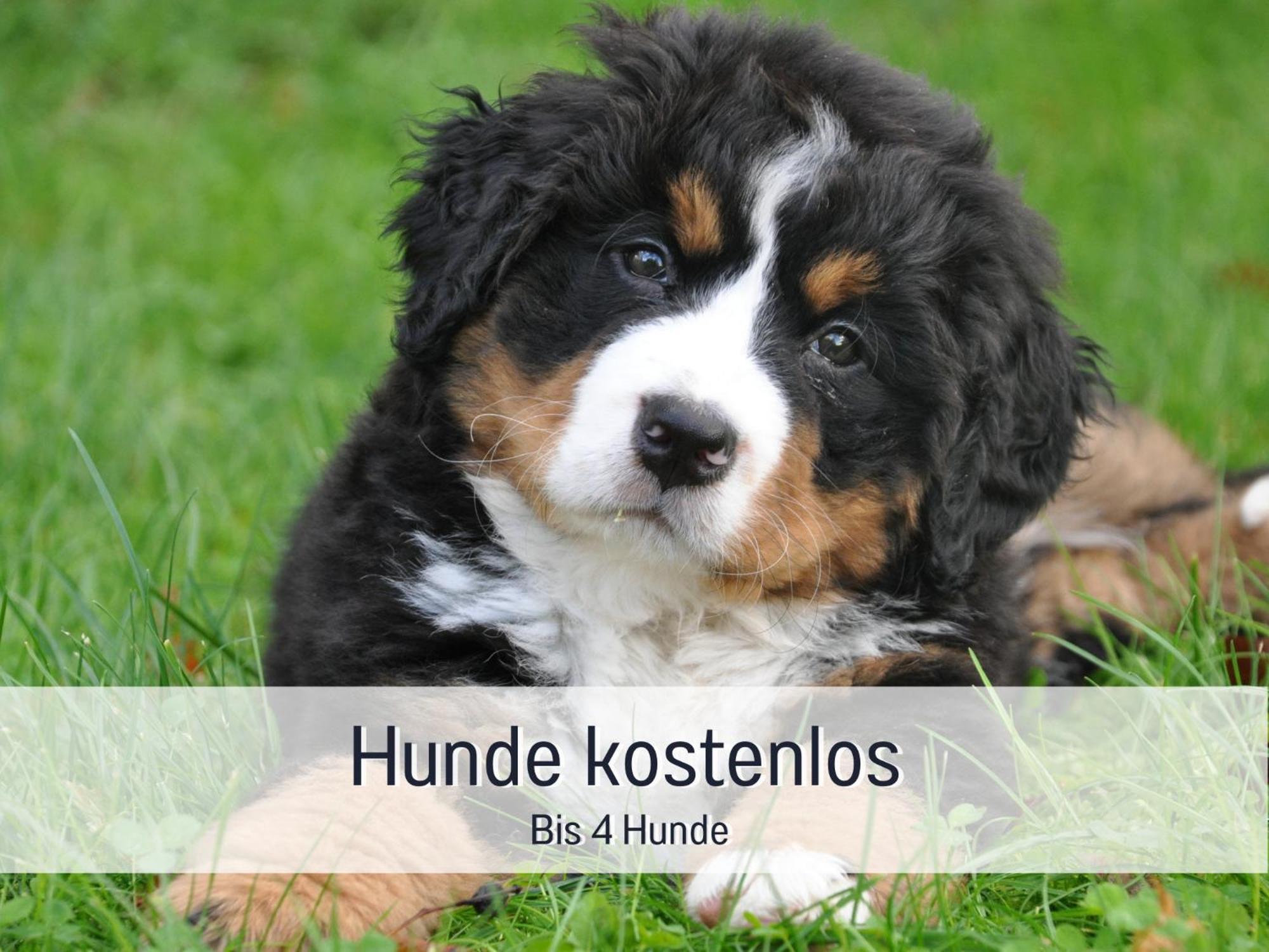 Am Feldrain - Urlaub Mit Hund Im Weserbergland ハノーファーシュ・ミュンデン エクステリア 写真